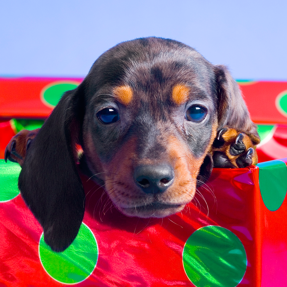 Gifts for Pet Lovers: Pawsome Presents for Fur Parents