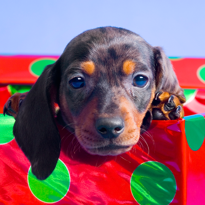 Gifts for Pet Lovers: Pawsome Presents for Fur Parents