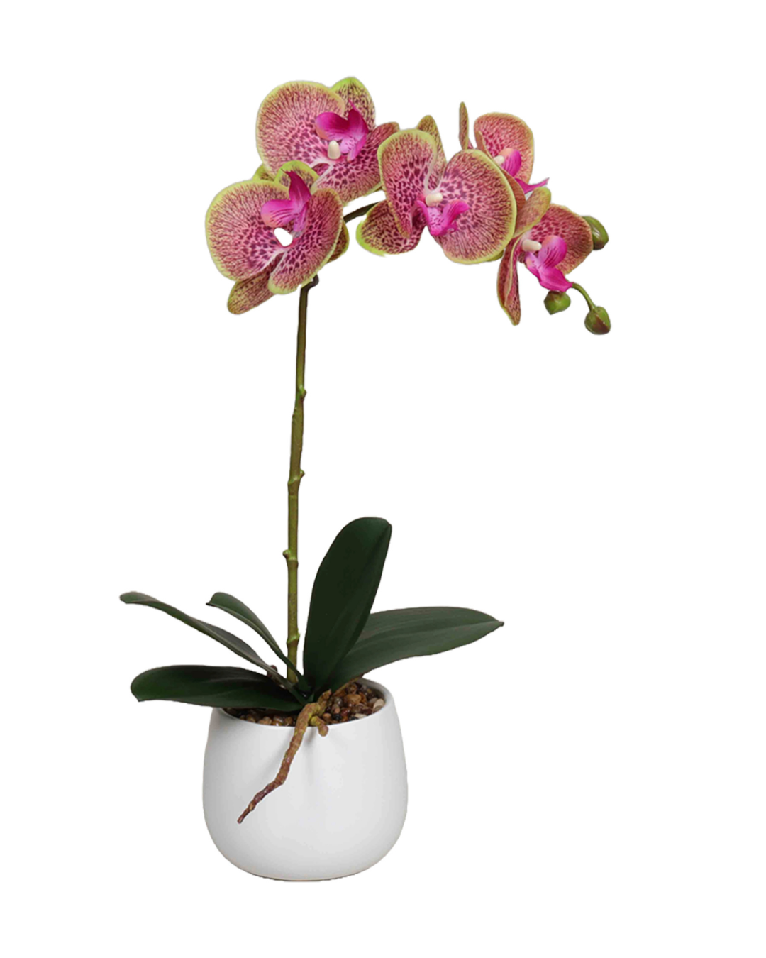 Sophia Pot Single Orchid Fuchsia Green White