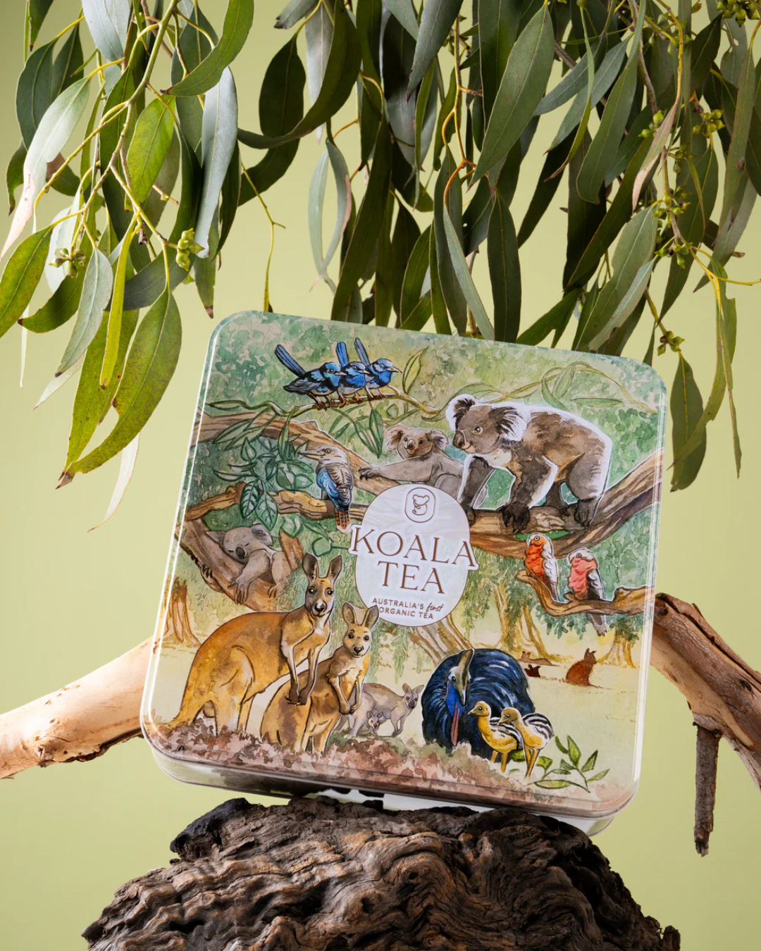 Discovery Premium Koala Tea Gift Tin