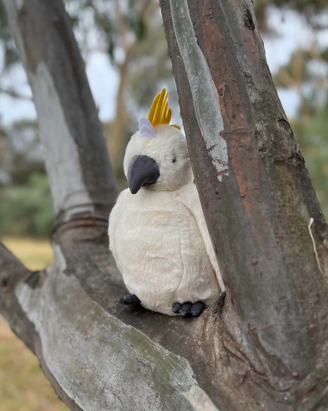 Cockatoo