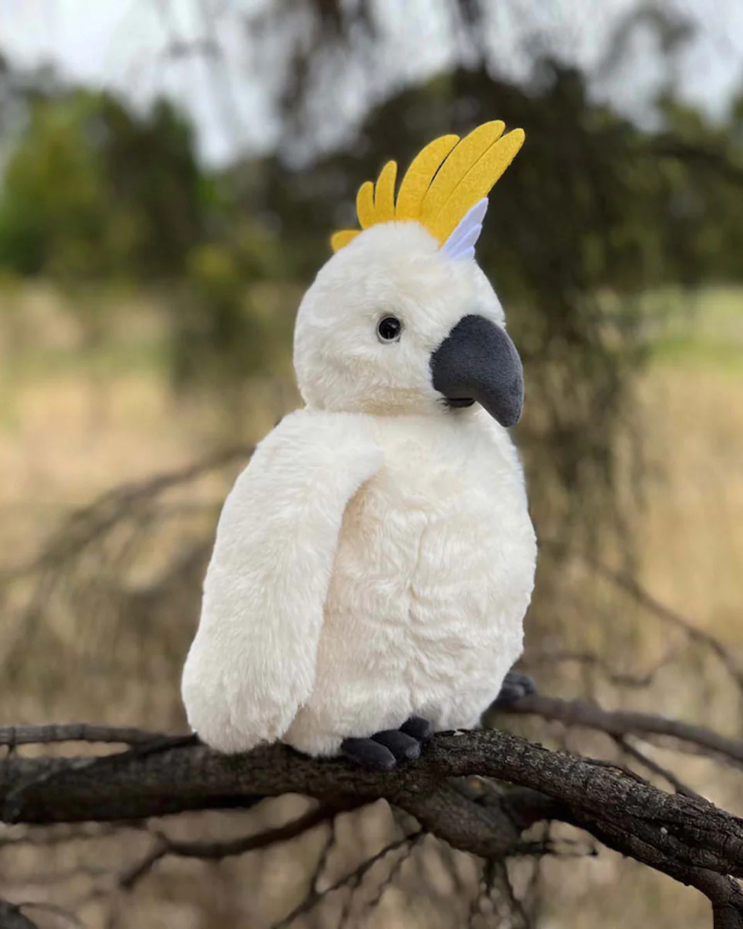 Cockatoo