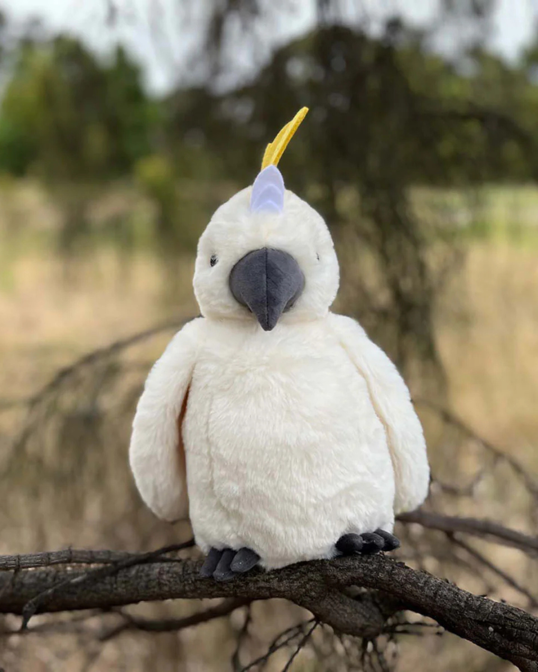 Cockatoo