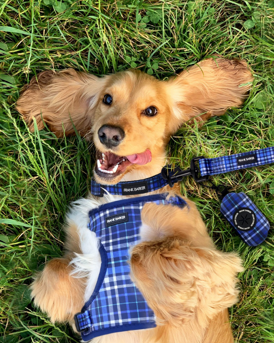 Frank Barker Blue Plaid Collar