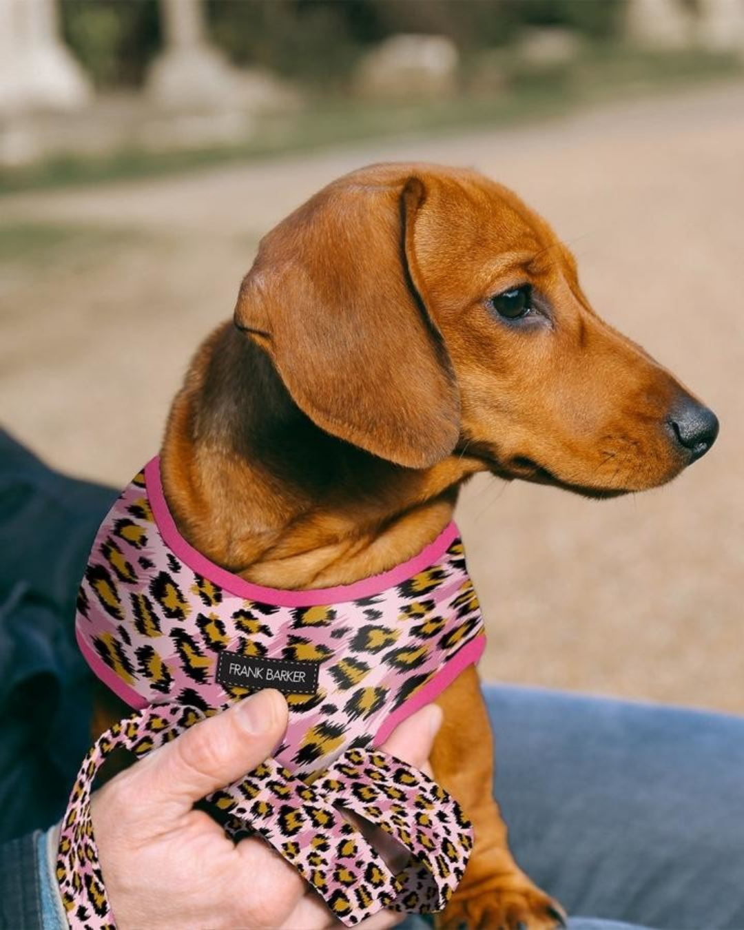 Frank Barker Leopard Harness