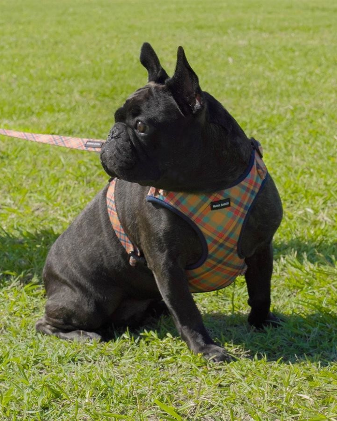 Frank Barker Orange Plaid Harness