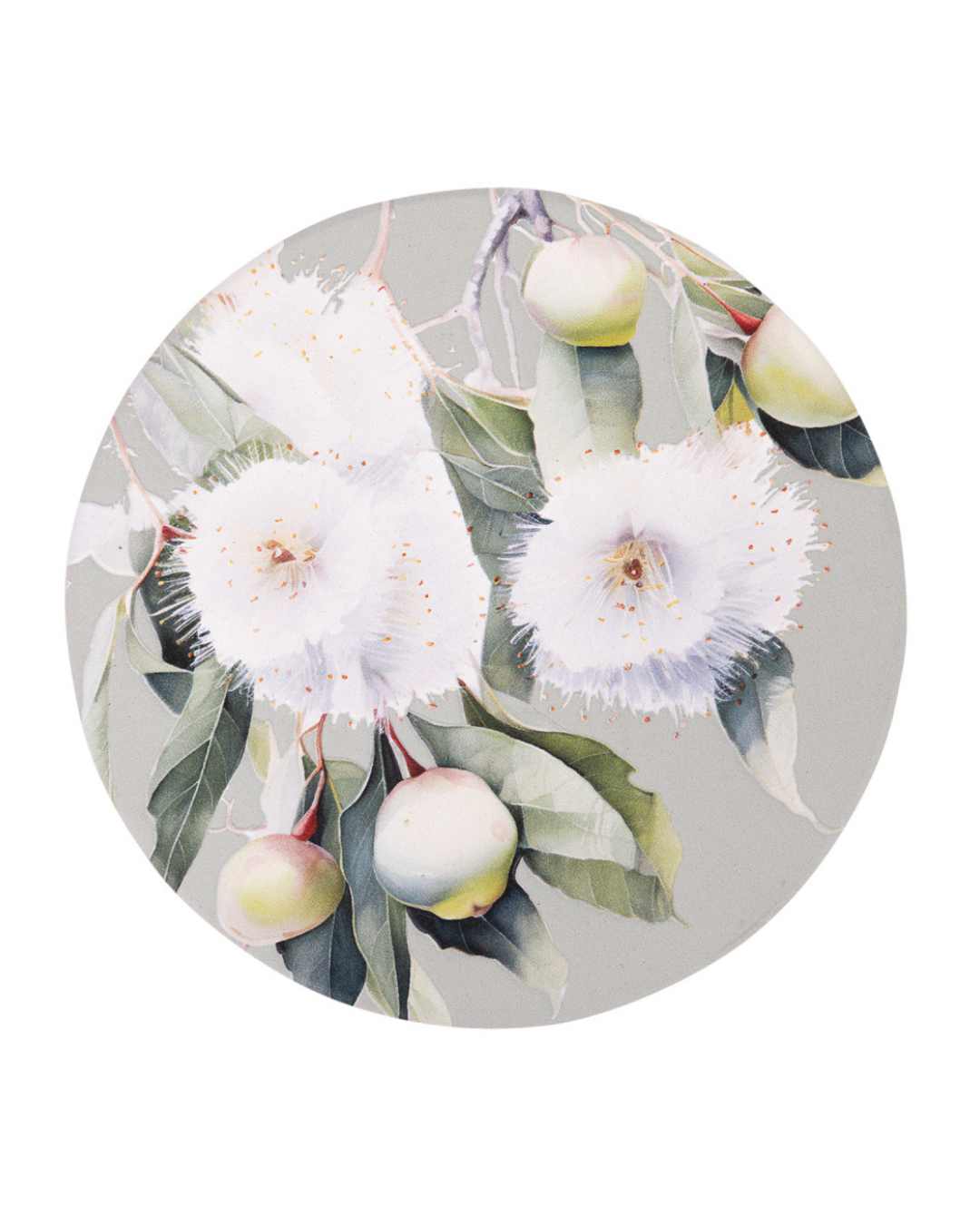 Native Blooms Gumnuts Ceramic Coaster