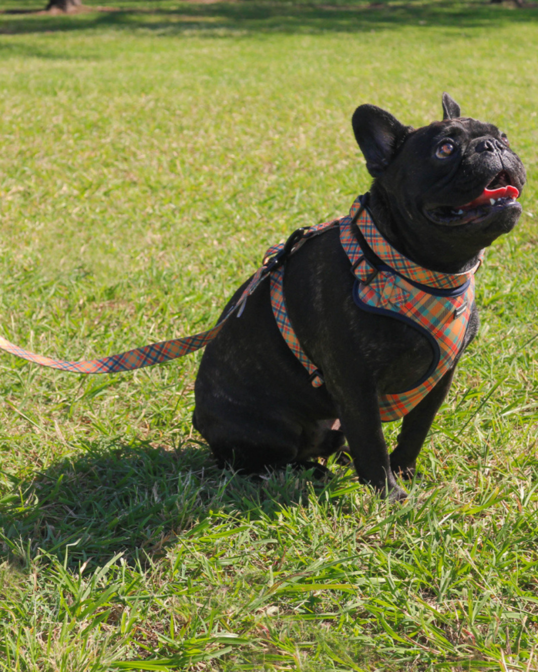 Frank Barker Orange Plaid Lead