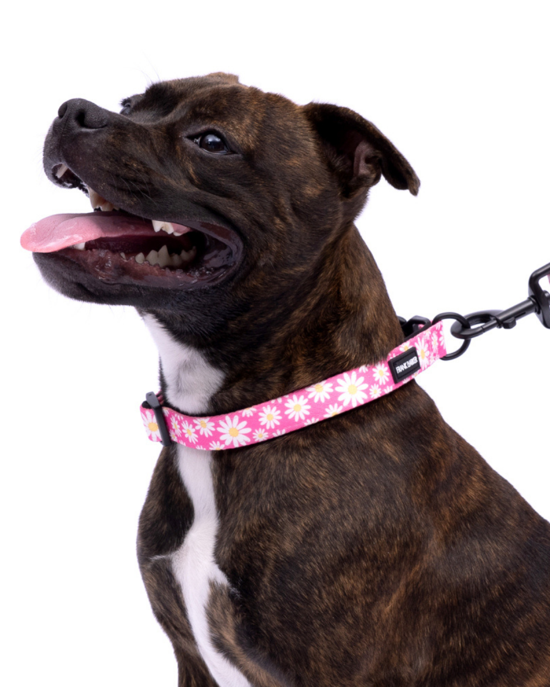 Frank Barker Pink Daisies Collar
