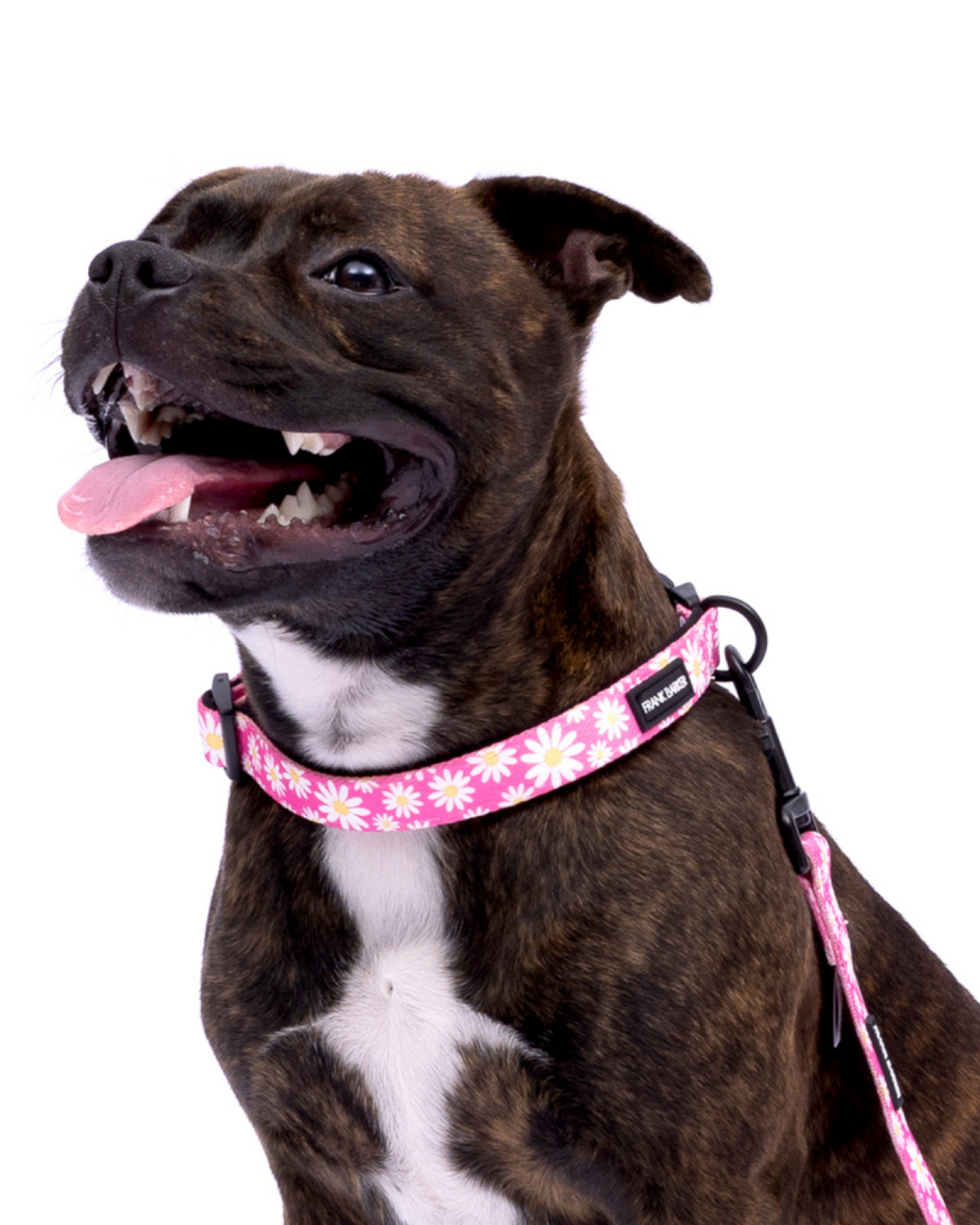 Frank Barker Pink Daisies Collar