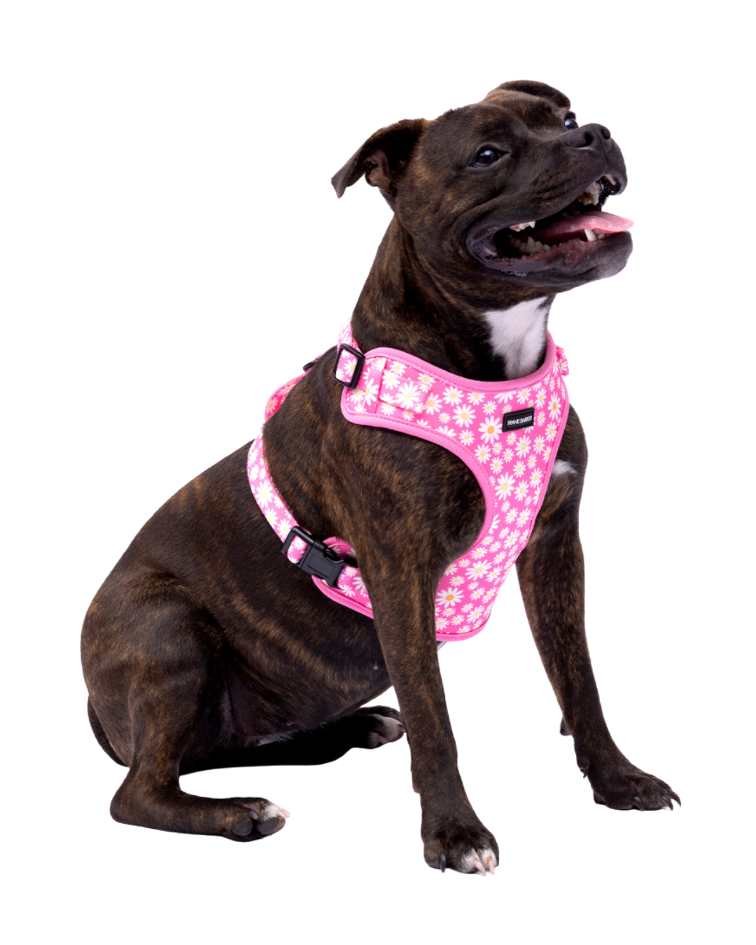 Frank Barker Pink Daisies Harness
