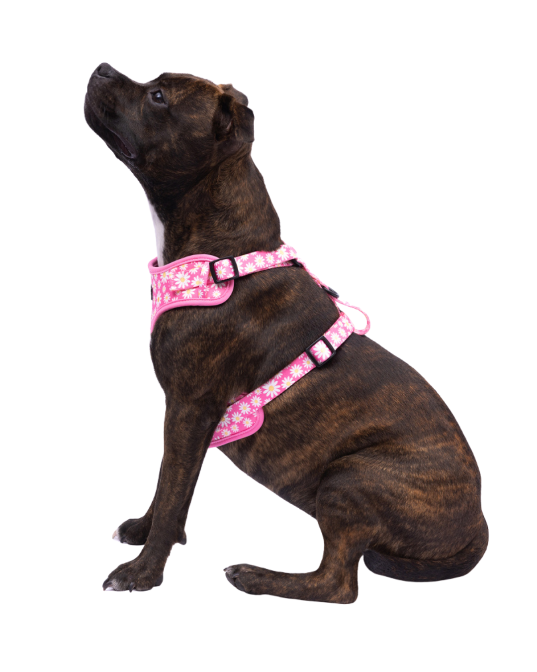Frank Barker Pink Daisies Harness