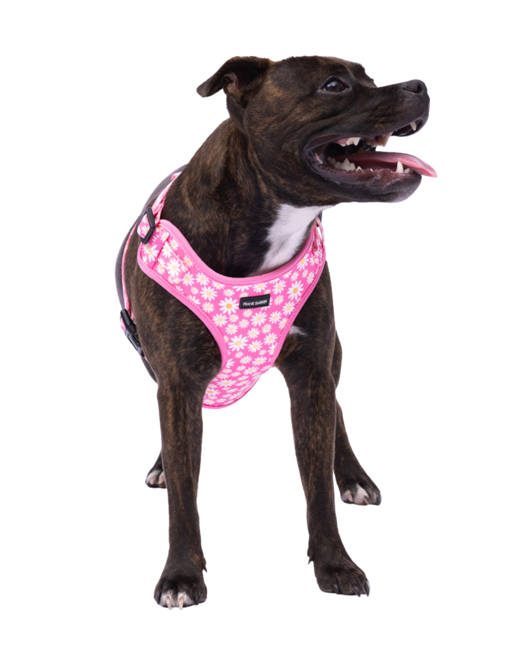 Frank Barker Pink Daisies Harness