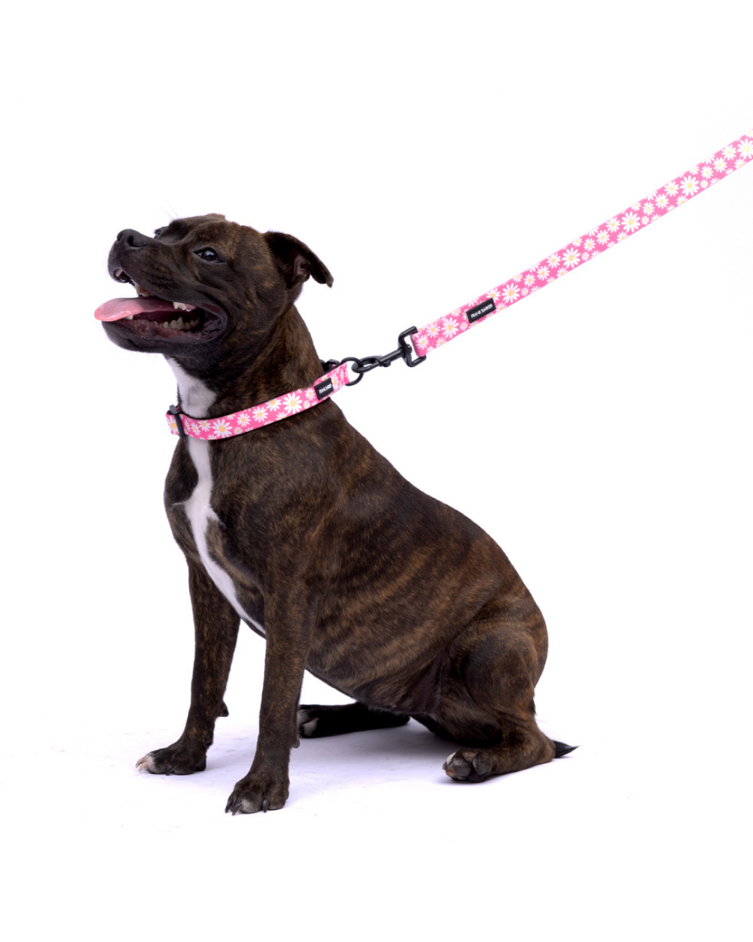 Frank Barker Pink Daisies Lead