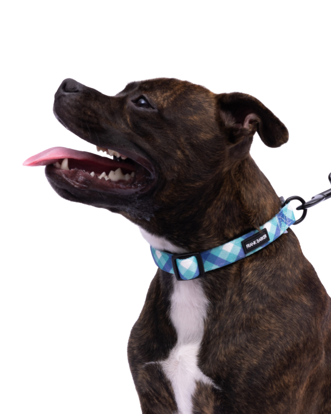 Frank Barker Teal Gingham Collar