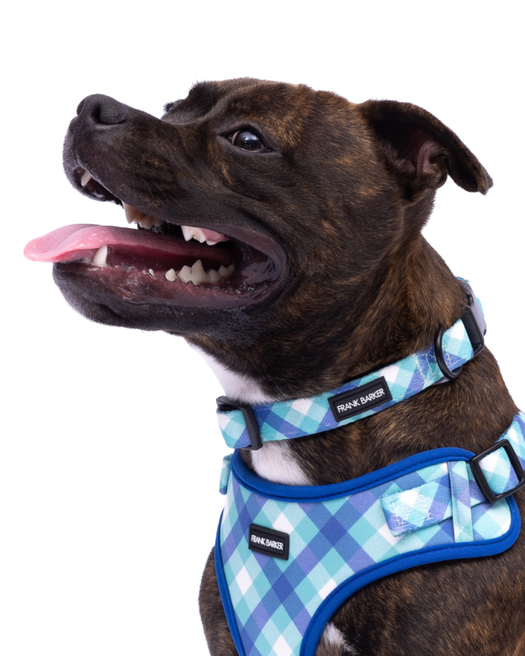 Frank Barker Teal Gingham Collar