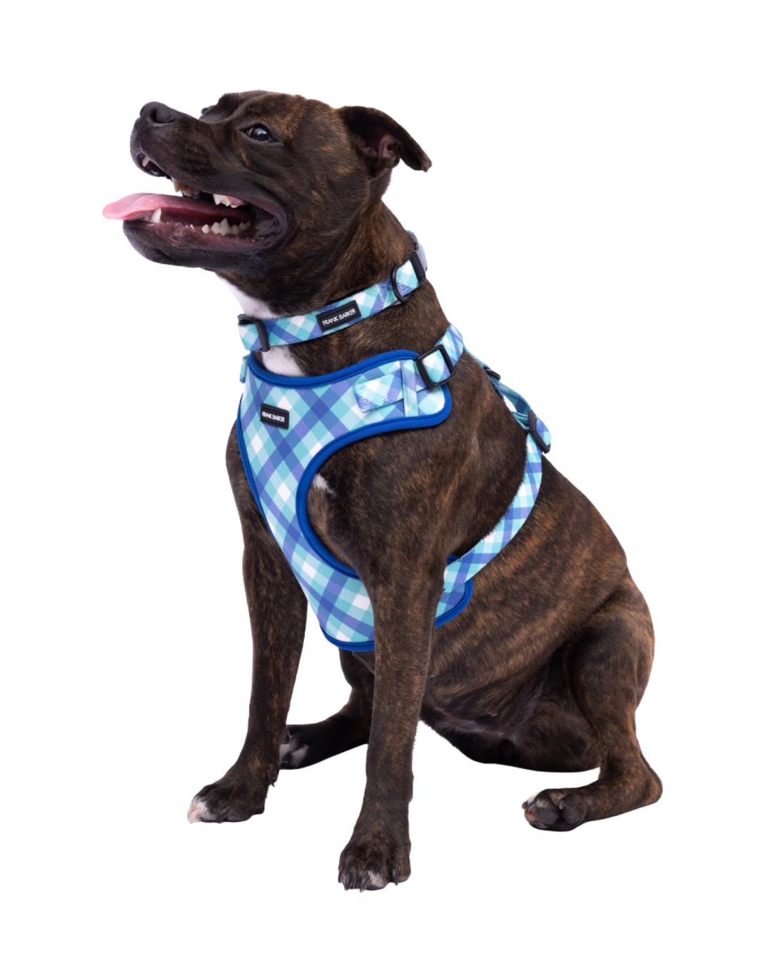 Frank Barker Teal Gingham Harness