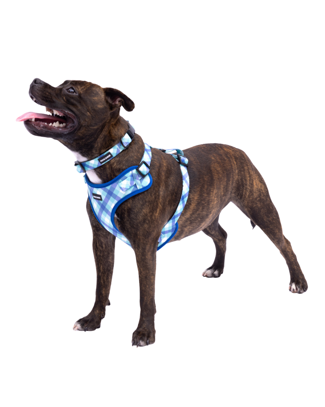 Frank Barker Teal Gingham Harness