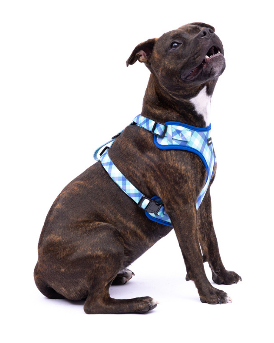 Frank Barker Teal Gingham Harness